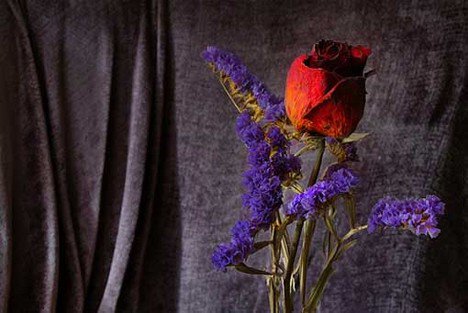 Vágott, vagy száraz virág? -  -  - ágy, asztal, tévé, 