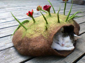 Cica chillout-zugok -  -  - chillout, Cica, fekhely, lakberendezés, macska,