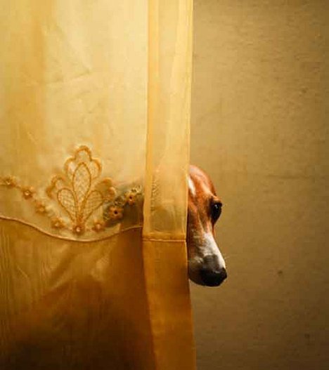 Függöny le, fel. Minden, ami függöny -  -  - 2010, Ágy Asztal TV, függöny, lakberendezés, 