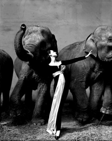 Richard Avedon képei aukcióra kerülnek -  -  - 2010, árverés, fotográfia, Richard Avedon, 