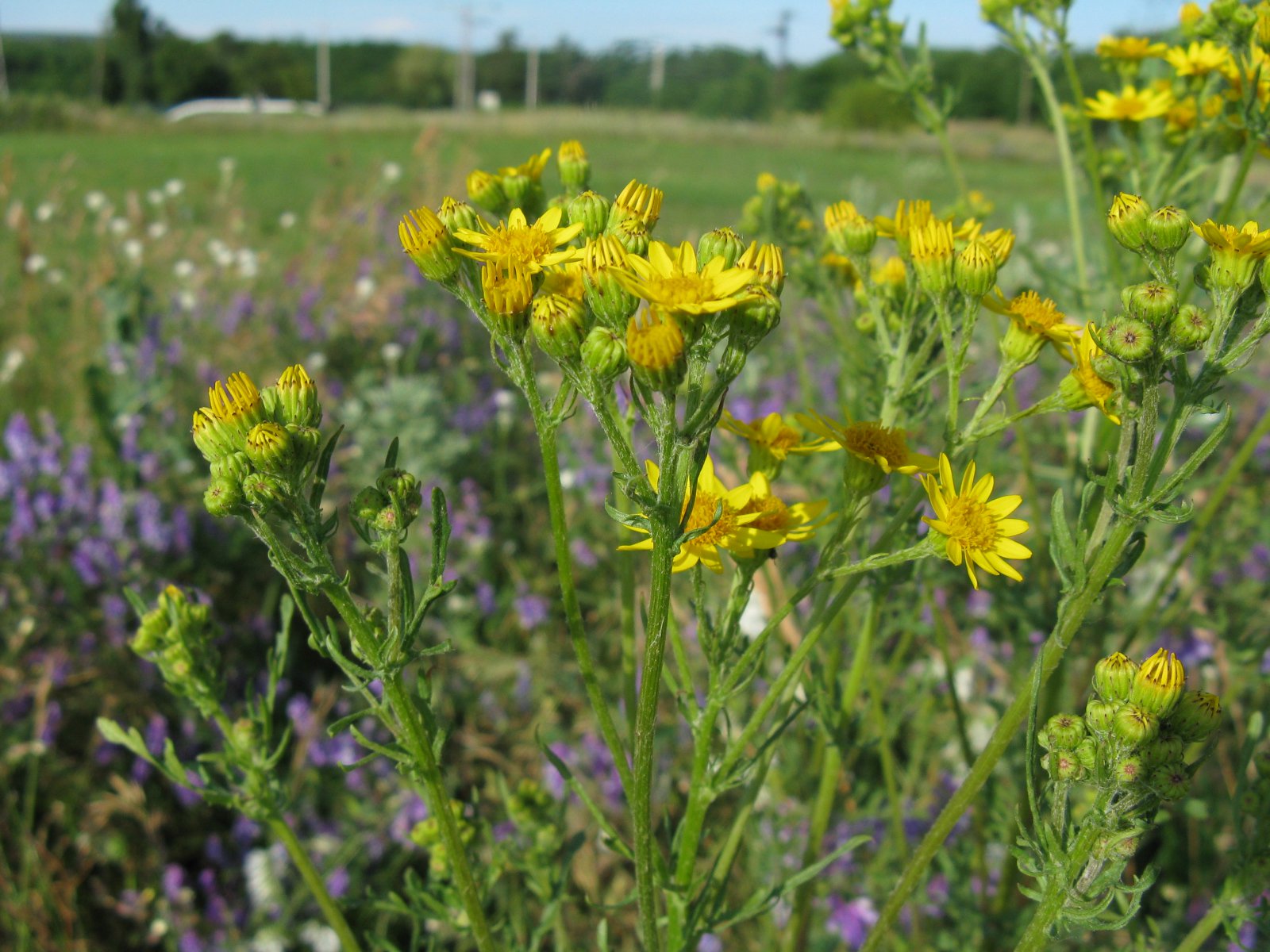 Gyomnövény, mégis gyógynövény. I. rész -  -  - egészség, gyógyászat, gyógynövények, gyomnövények, táplálkozás, 