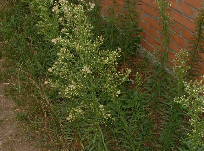 Gyomnövény, mégis gyógynövény. I. rész -  -  - egészség, gyógyászat, gyógynövények, gyomnövények, táplálkozás, 