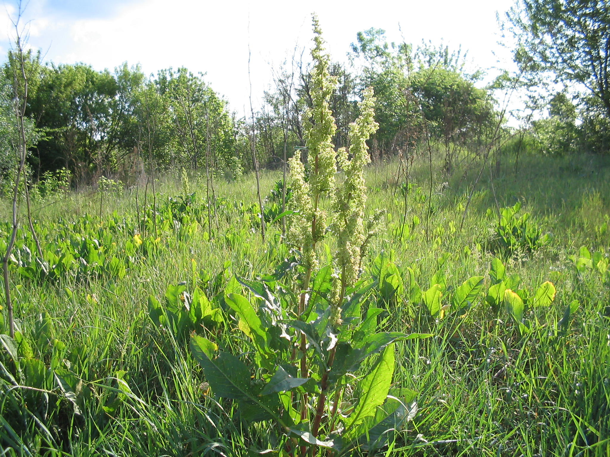 Gyomnövény, mégis gyógynövény. I. rész -  -  - egészség, gyógyászat, gyógynövények, gyomnövények, táplálkozás, 