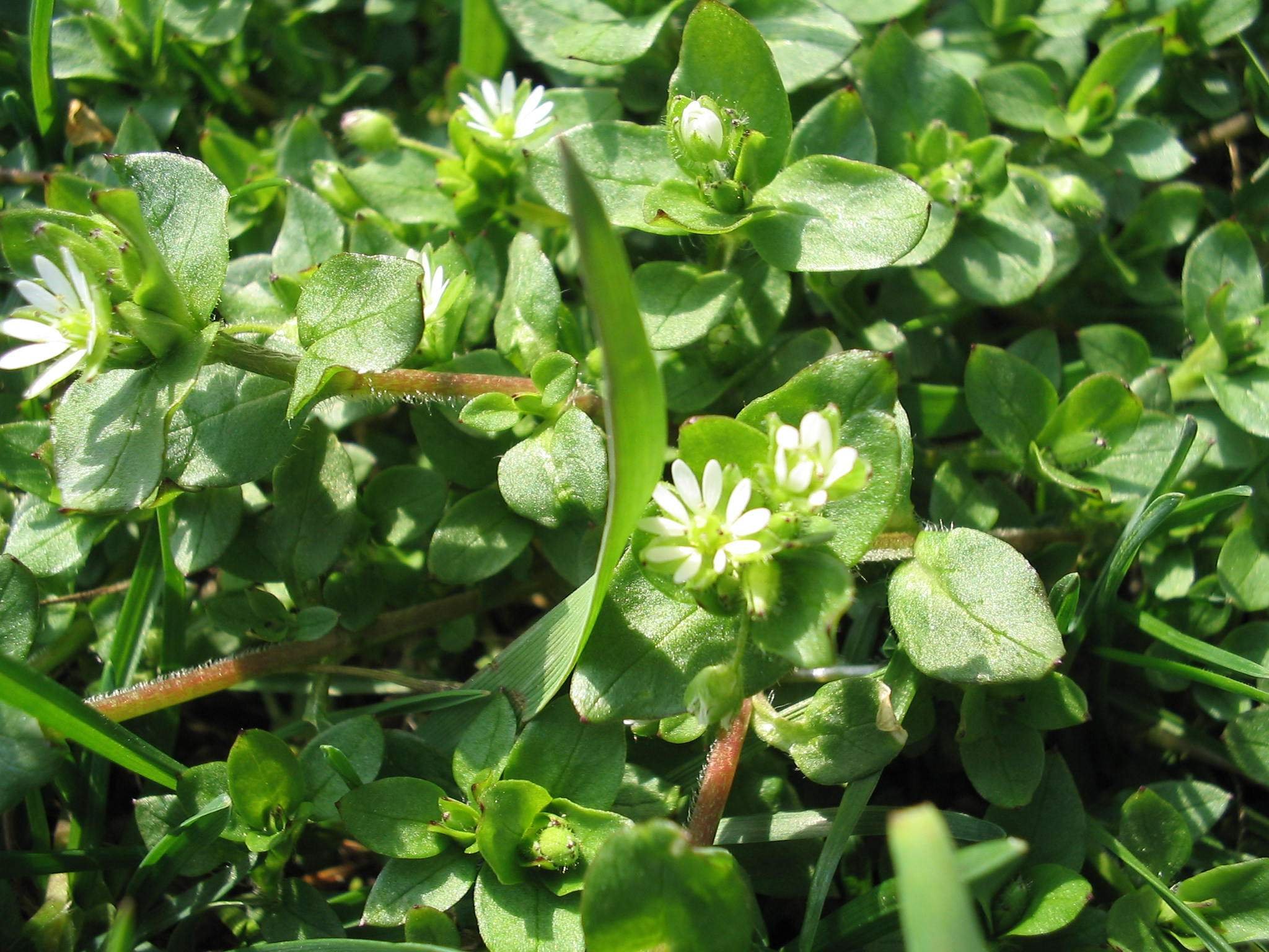 Hasznos gyomnövényeink II. rész. -  -  - 2010, egészség, gyógynövények, gyomnövények, táplálkozás,