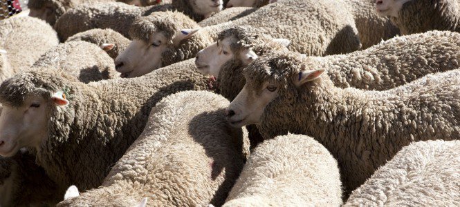 Szálmentén - Gyapjú enciklopédia -  -  - fonál, gyapjú, ruha, 