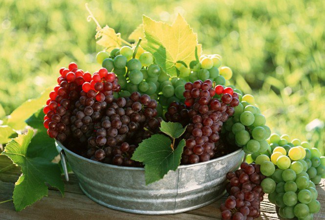 Gyógyító ételek - Egészség -  - ginzeng, gyógynövény, halolaj, kreatin, 