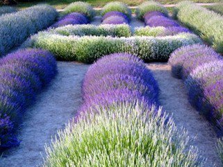 Irány a boszorkánykonyha! - Ápolt vagyok -  - +++nap%C3%A9g%C3%A9s, ++wellness, +ill%C3%B3olajok, k%C3%A9nyeztet%C3%A9s, 