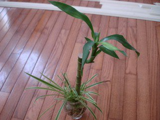 Igénytelen növények a fürdődben -  -  - +++v%C3%ADzip%C3%A1lma, ++feh%C3%A9rsz%C3%A9l%C5%B1+s%C3%A1rk%C3%A1nyfa, +lakberendez%C3%A9s, szoban%C3%B6v%C3%A9nyek,