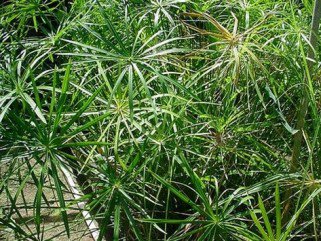 Igénytelen növények a fürdődben -  -  - +++v%C3%ADzip%C3%A1lma, ++feh%C3%A9rsz%C3%A9l%C5%B1+s%C3%A1rk%C3%A1nyfa, +lakberendez%C3%A9s, szoban%C3%B6v%C3%A9nyek,