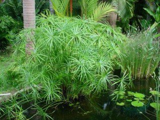 Igénytelen növények a fürdődben -  -  - +++v%C3%ADzip%C3%A1lma, ++feh%C3%A9rsz%C3%A9l%C5%B1+s%C3%A1rk%C3%A1nyfa, +lakberendez%C3%A9s, szoban%C3%B6v%C3%A9nyek,