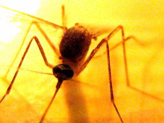 Vigyázz, csíp! - Egészség -  - ++++sz%C3%BAnyog, +++rovarcs%C3%ADp%C3%A9s, ++dar%C3%A1zs, +l%C3%A9gy, allergia, 