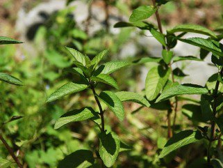 Mit kezdjek vele? A borsmenta -  -  - ++konyhan%C3%B6v%C3%A9ny, +borsmenta, +f%C5%91z%C3%A9s, Mit+kezdjek+vele%3F, 