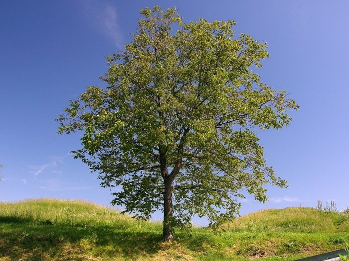 Fogadj be egy diófát! - Egészség -  - dió, szépségápolás, 