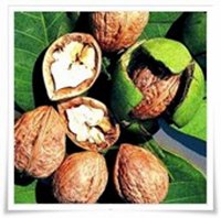 Fogadj be egy diófát! - Egészség -  - dió, szépségápolás, 