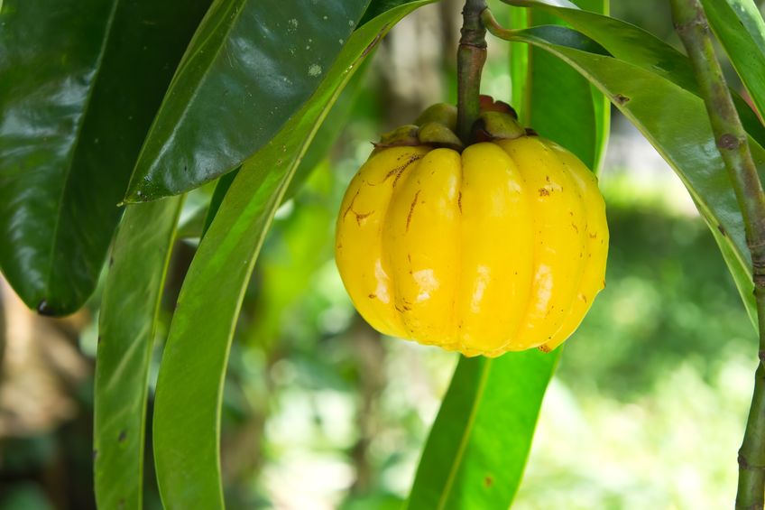 Diétád megmentője: Garcinia -  -  - diéta, diéta étrend, étrend, garcinia, 