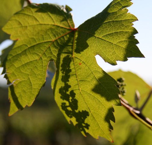Olaszrizling Október idén először - Kikapcsoló -  - október, olaszrizling, 