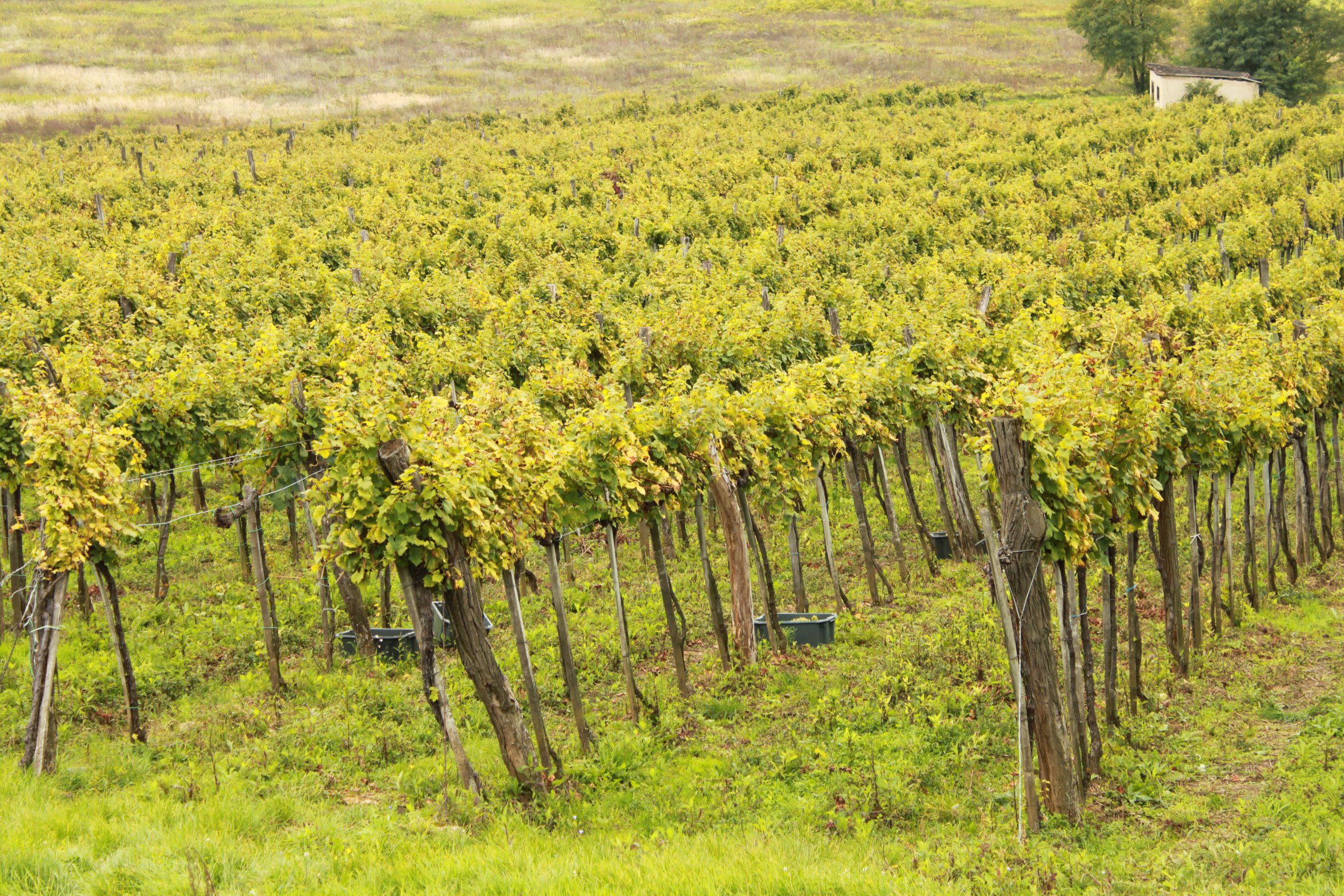 Olaszrizling Október idén először - Kikapcsoló -  - október, olaszrizling, 