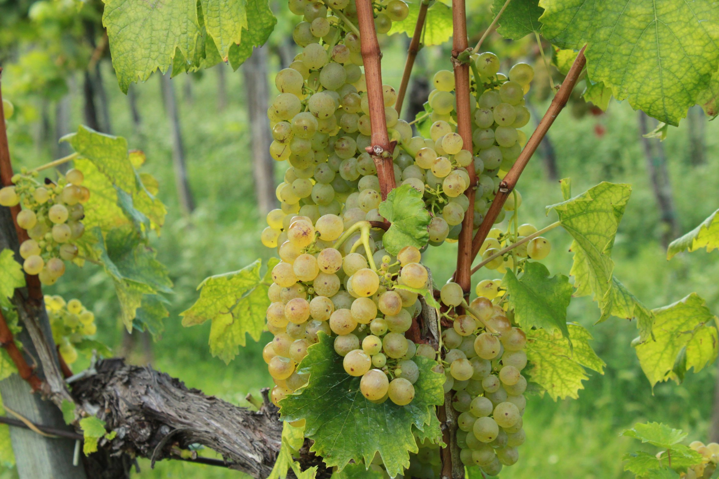 Olaszrizling Október idén először - Kikapcsoló -  - október, olaszrizling, 