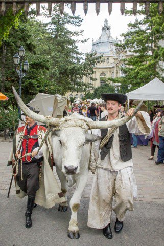 A hal vagy a marha egészségesebb? - Kikapcsoló -  - atomfutás 2013, szürkemarha vigadalom 2013, 