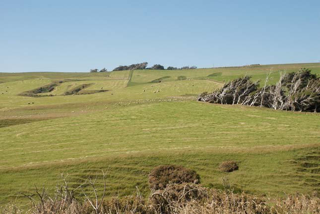 Zord szél előtt görnyednek a fák - STYLELIFE - Utazás - természeti csoda, Új Zéland, utazás, 