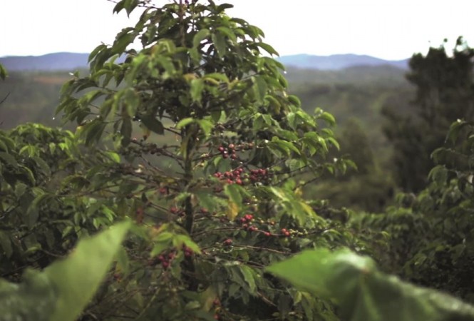 Miről ismerszik meg a minőségi szemes kávé? -  -  - fairtrade, omnia reserve, szemes kávé, 