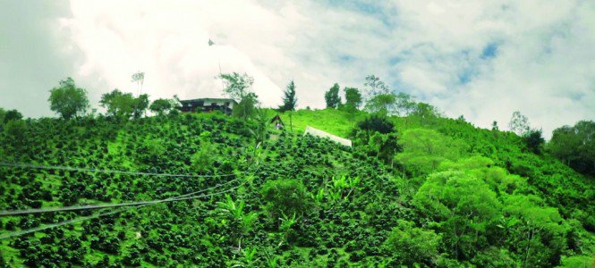 Miről ismerszik meg a minőségi szemes kávé? -  -  - fairtrade, omnia reserve, szemes kávé, 