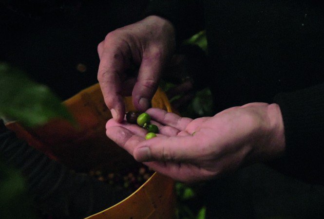 Miről ismerszik meg a minőségi szemes kávé? -  -  - fairtrade, omnia reserve, szemes kávé, 