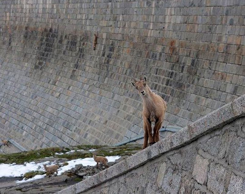 Egy kecske bátorságával -  -  - gran paradiso, kecske, kőszáli kecske, nemzeti park, olaszország,