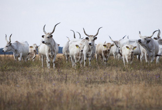 Mitől menő a szürke marha? -  -  - bresaola, szürkemarha, 
