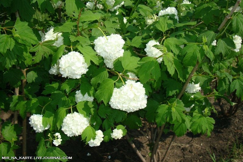 A világ nyolcadik csodája - a Kolomna palota - Utazás -  - 