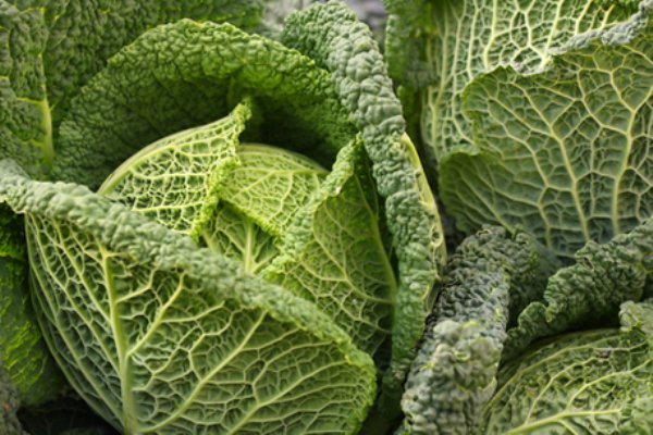 A legegészségesebb ételek - BODY & SPORT -  - alma, egészség, életmód, kelkáposzta, oliva, tök, vitaminok,