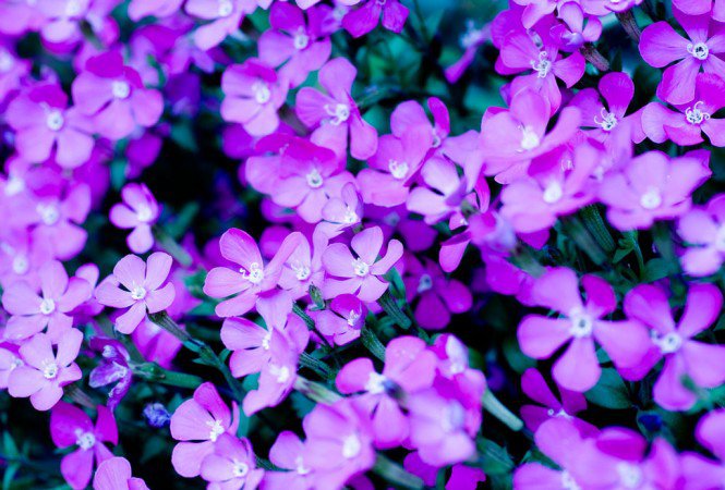 A lila szín -  -  - érdekesség, lila, szín,