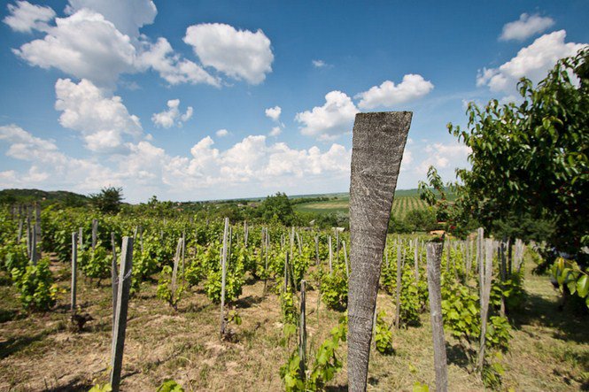 A víz nyugalma -  -  - érdekességek, fényképépesz, Istvánffy Zoltán, 