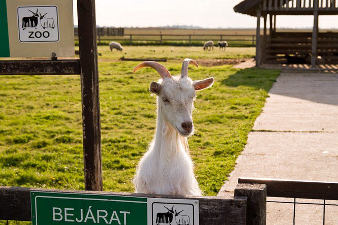 A víz nyugalma -  -  - érdekességek, fényképépesz, Istvánffy Zoltán, 