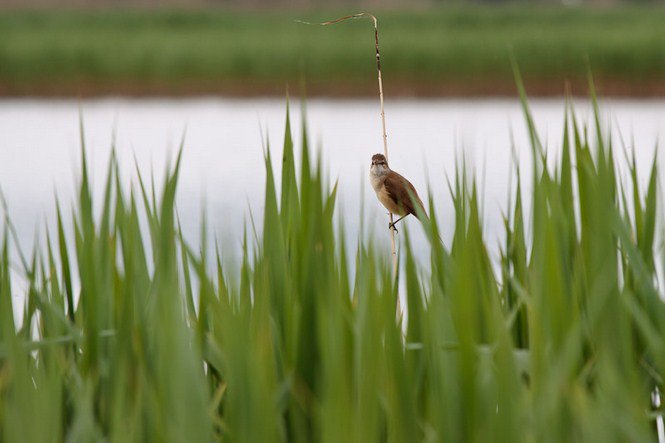 A víz nyugalma -  -  - érdekességek, fényképépesz, Istvánffy Zoltán, 