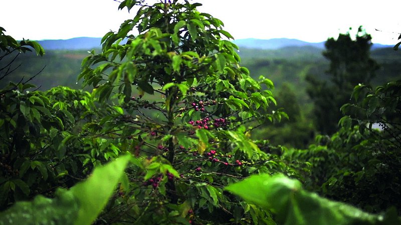 Kávétrendek 2014-ben - STYLELIFE - Kikapcsoló - andré hoinkis, coffee, kávé, 