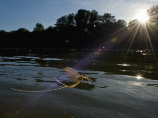 Tiszavirág -  -  - érdekességek, természetfotó, Tiszavirág, 