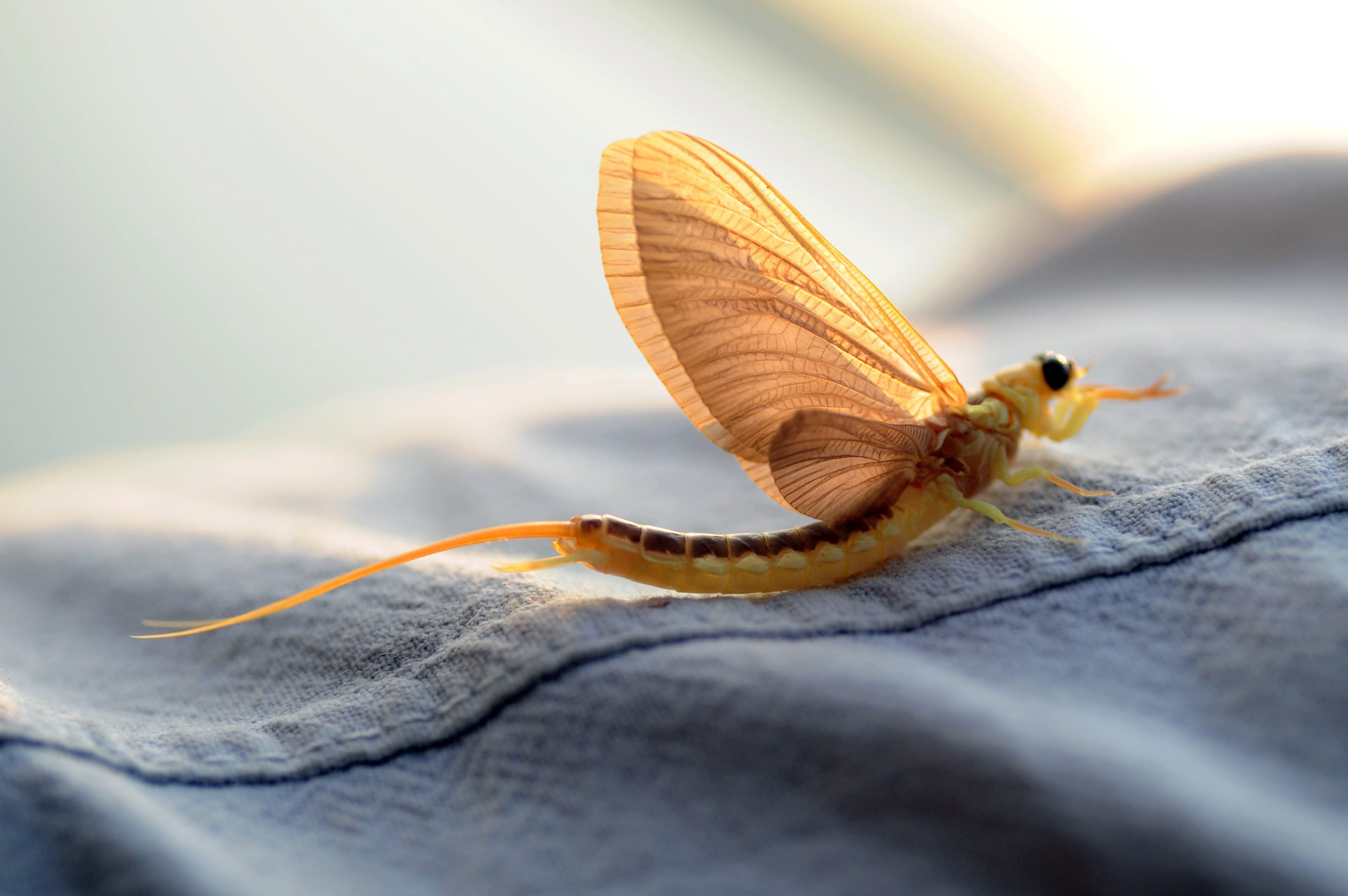 Tiszavirág -  -  - érdekességek, természetfotó, Tiszavirág, 