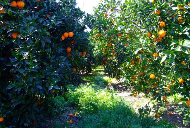 A narancs nemcsak finom - ÉN - Egészség - egészség, gasztronómia, narancs, 