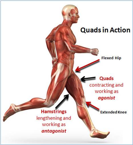 Lábnyújtás gépen - a hatékonyság és a sérülésveszély aspektusából -  -  - edzés, iwi.hu, lábedzés, lábhajlítás, lábnyújtás, 