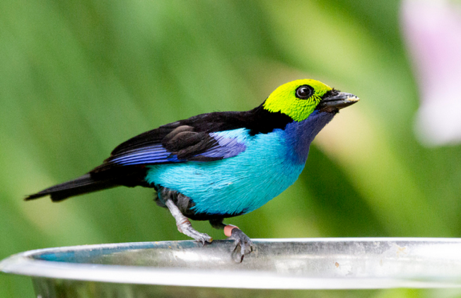 A világ legszebb madarai -  -  - állatvilág, érdekességek, madarak, természet, 