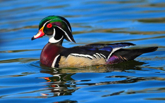 A világ legszebb madarai -  -  - állatvilág, érdekességek, madarak, természet, 