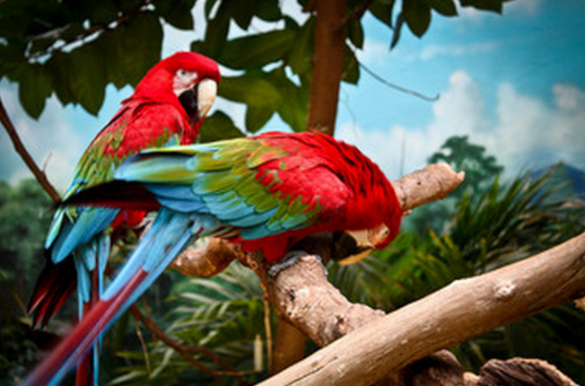 A világ legszebb madarai -  -  - állatvilág, érdekességek, madarak, természet, 