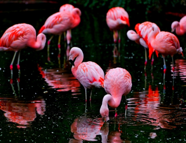 A világ legszebb madarai -  -  - állatvilág, érdekességek, madarak, természet, 