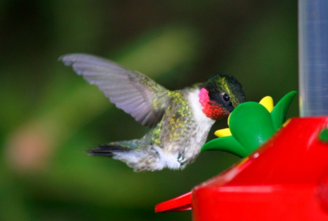 A világ legszebb madarai -  -  - állatvilág, érdekességek, madarak, természet, 