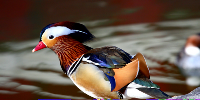 A világ legszebb madarai -  -  - állatvilág, érdekességek, madarak, természet, 