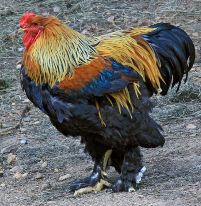 A világ legszebb madarai -  -  - állatvilág, érdekességek, madarak, természet, 