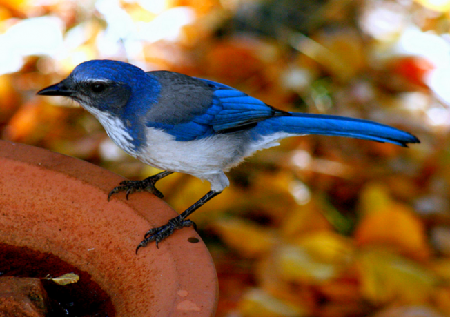 A világ legszebb madarai -  -  - állatvilág, érdekességek, madarak, természet, 