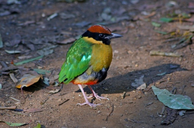 A világ legszebb madarai -  -  - állatvilág, érdekességek, madarak, természet, 