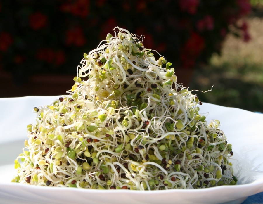 Csíra kavalkád - ÉN - Egészség - csíra, csíráztatás, egészség, vitamin, 